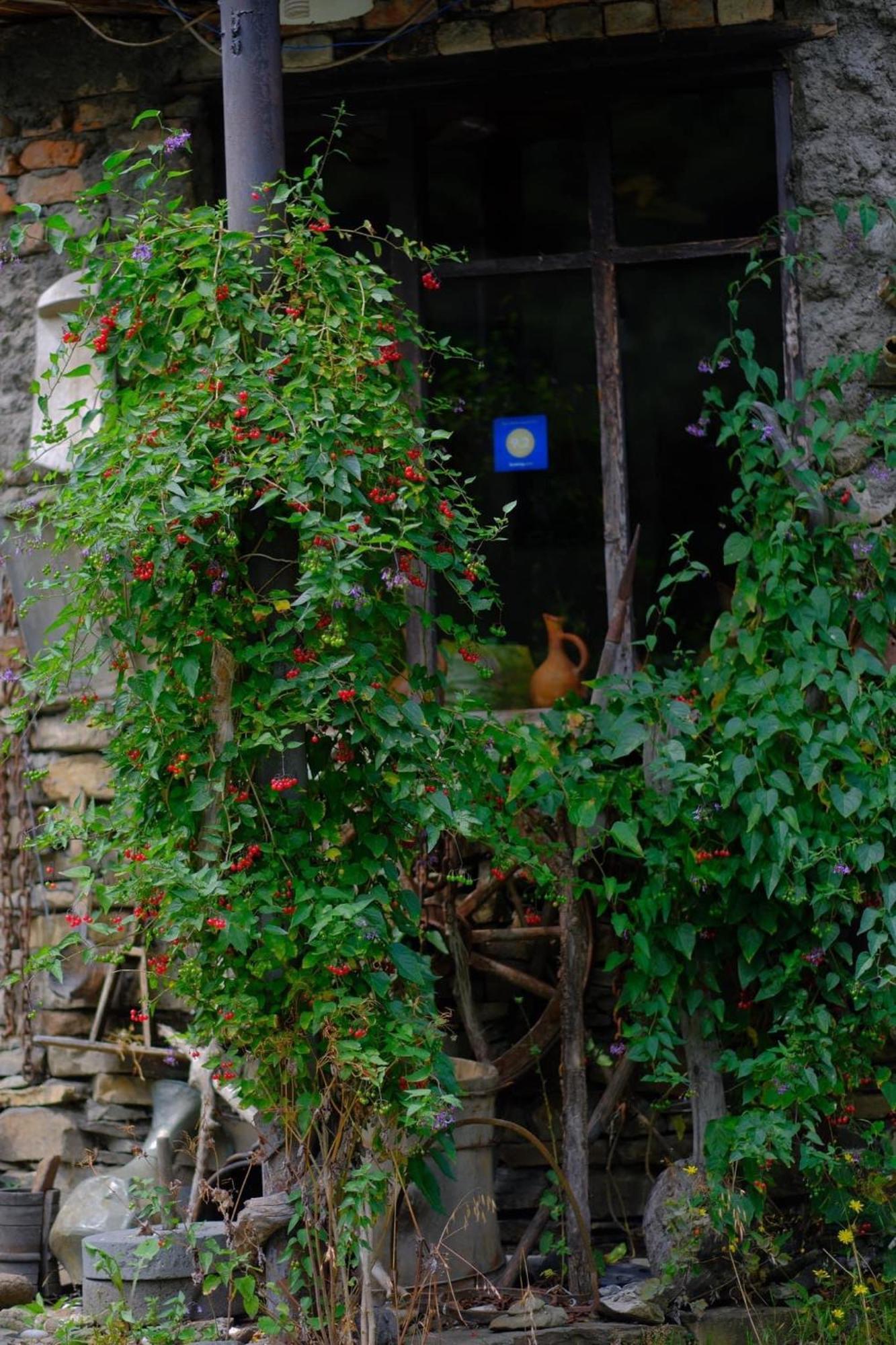 Korsha Guesthouse Roshka エクステリア 写真